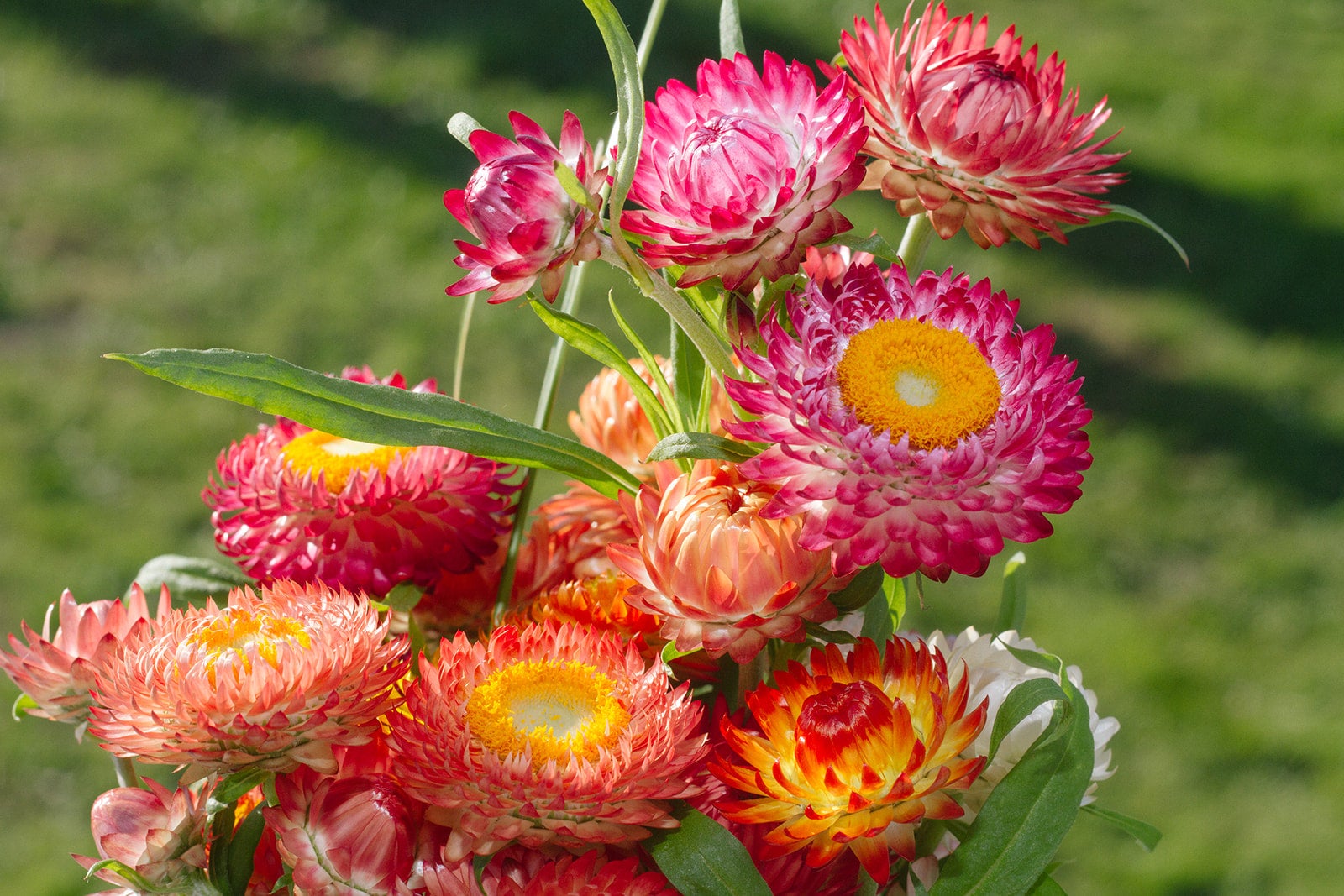 Copper Red - Strawflower Seed